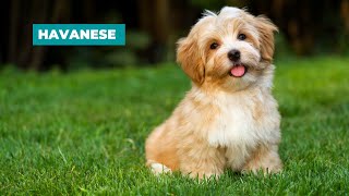 Havanese Dogs 101 Everything You Need To Know [upl. by Tarrant991]