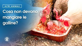 Cosa non devono mangiare le galline  Amoreaquattrozampeit [upl. by Stetson]