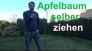 Apfelbaum selber ziehen Apfel aus Samen vermehren Apfelkern zum Keimen bringen [upl. by Wolfgang]