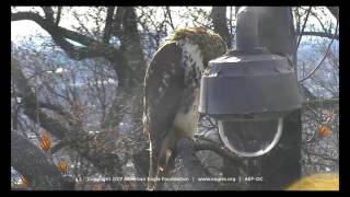 DC Eagle Cam 11517 Visitor in 60 seconds [upl. by Warring143]