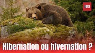 Hibernation ou hivernation [upl. by Gratianna]