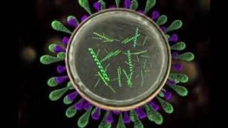 Science Today Virus Mutation  California Academy of Sciences [upl. by Yelsgnik510]