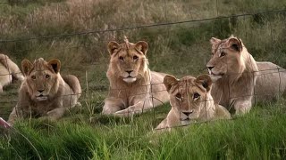 Une usine à lions [upl. by Gehman]