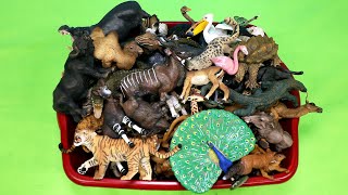 Papo Wild Animal Figurines Toy Collection  Learn Animal Names [upl. by Novonod]