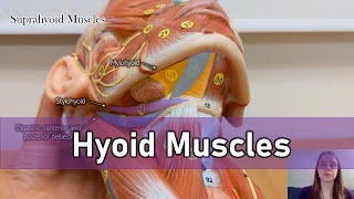 Hyoid muscles [upl. by Haziza761]