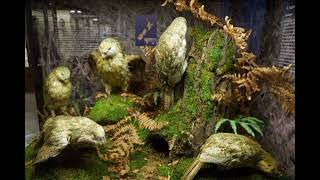 KAKAPO  Rare Flightless Parrots Spectacular Comeback I [upl. by Lanni]