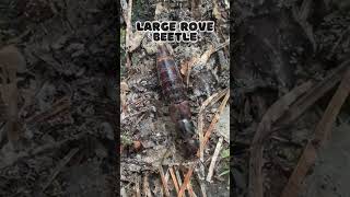 Large Rove Beetle shorts [upl. by Luben]