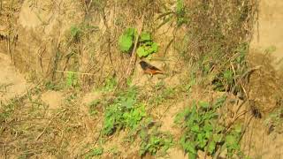 MVI 0091 Yellowbreasted Greenfinches foraging Dehradun Rajaji Chilla range 171124 eve [upl. by Novla]