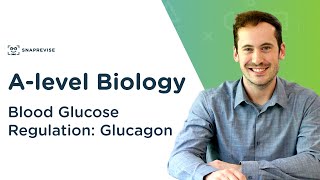 Blood Glucose Regulation Glucagon  Alevel Biology  OCR AQA Edexcel [upl. by Lledal]