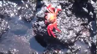 Wonders of the Galapagos HD Nature Documentary [upl. by Arries474]