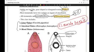 مراجعة ميد بارا أولي تمريض منصورة  trematodes 🪱 [upl. by Yadnus846]