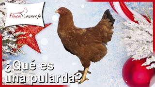 ¿Qué es una gallina PULARDA 🍗🎄 [upl. by Xyla]