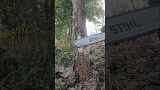 Stihl chainsaw woodcutter ms382 sthilms382 chainsaw wood powertool tree treecutting [upl. by Tapes]