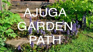 Ajuga  Bugleweed Garden Path [upl. by Kaitlynn]