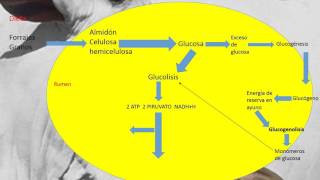 Rutas metabólicas en rumiantes [upl. by Htez]