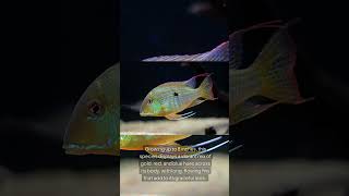 The Altifrons Eartheater Geophagus Altifrons [upl. by Noryt]