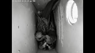 4 Eastern Rosella hatchlings11 days old both parents feeding them [upl. by Solenne149]