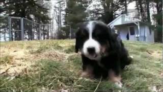 Dogs 101  Bernese Mountain Dog [upl. by Nyleahs770]