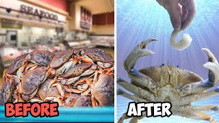 Raising a Grocery Store Crab as a Pet [upl. by Tav]