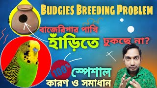 বাজেরিগার পাখির হাঁড়িতে না ঢুকার কারণ ও সমাধান  Budgie Breeding Solution V 110 [upl. by Ahcropal852]