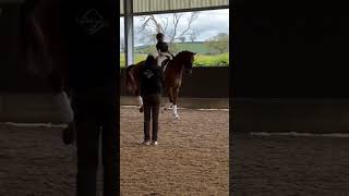 Flying lead changes✨ youtube horsey horses equestrian equines ytshortsviral [upl. by Llehsor245]