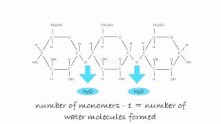 Polymerisation of Glucose to Starch [upl. by Alveta]