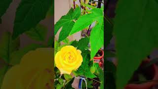 Flowers 🌹gardenflowers viralvideo youtubeshorts [upl. by Nieberg]