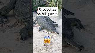 Crocodiles vs Alligators Easiest Way To Tell Apart 😱🐊shorts crocodile [upl. by Aluap954]