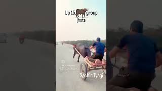 jhota resh comment myfarminglifeandme like farminglifeinanotherworld horse subscribe funny a [upl. by Edla466]