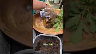 The Magic of SoilLess Gardening  A StepbyStep Expert Guide🌻🌷 shorts soilless gardeningtips [upl. by Amoakuh229]