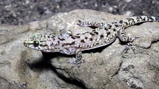 Mediterranean house gecko  Hemidactylus turcicus Μισιαρός  Σαμιαμίδι  Cyprus [upl. by Dlorad]