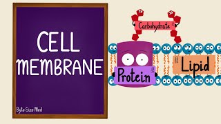 Cell Membrane  Plasma Membrane  Lipid Bilayer  Fluid Mosaic Model  Cell Biology [upl. by Clara608]