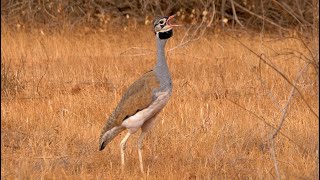 Whitebellied Bustard Calling [upl. by Whiney]