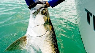 Fishing for Giant Tarpon and Kingfish [upl. by Siurad]