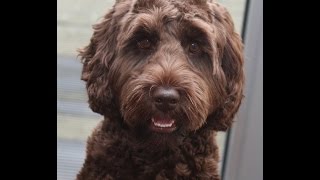 Australian Labradoodle Puppy doing Tricks [upl. by Dudley]