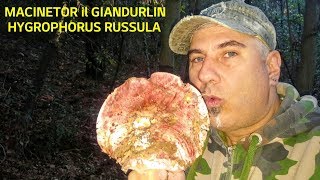 I GIANDURLIN  MACINETOR E Hygrophorus russula [upl. by Athelstan713]