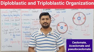 102 Diploblastic and Triploblastic Organization  Aceolomate  pseudoceolomate and ceolomate [upl. by Ttocs215]