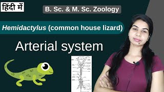 Hemidactylus  ARTERIAL SYSTEM  B Sc 2nd year  Zoology [upl. by Phi]