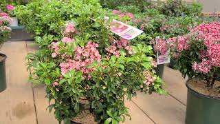 Kalmia Little Linda Mountain Laurel  Superb Dwarf NATIVE Flowering Evergreen shrub [upl. by Riedel]