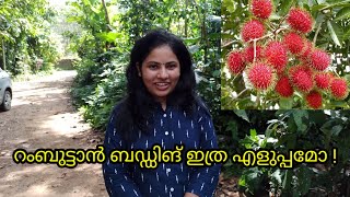 Rambutan Budding Malayalam  Padippist Media [upl. by Elleynad]