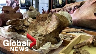 Fourlegged whale fossil found in Egypt helps trace evolution from land to sea [upl. by Law229]