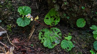 Thu hải đường quanh co Begonia sinuata [upl. by Beauchamp162]