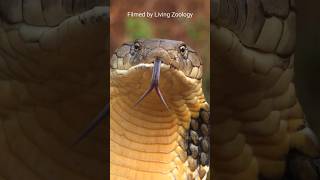 King Cobra vs Inland Taipan सांप की लड़ाई में किसकी जीत होगी By Wild Battles [upl. by Fronia]