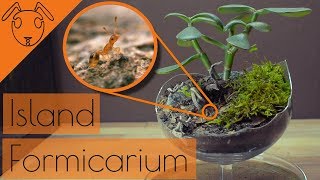 ISLAND Formicarium Build Tutorial [upl. by Latrina384]