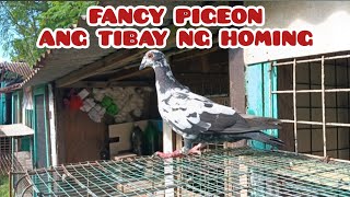 NAKAKABILIB NA FANCY PIGEON ANG GALING NG HOMING INSTINCT 50KMS TRAINING [upl. by Mill342]