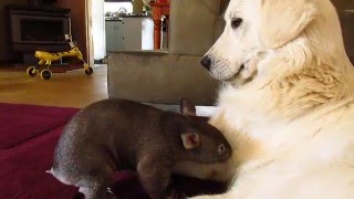 Wombat joey Yhi with guardian dog Stella at Sleepy Burrows Wombat Sanctuary [upl. by Yeknarf49]