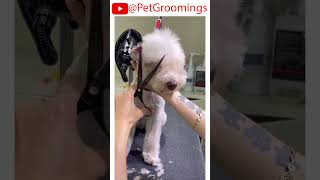 Puppy Gets a Facial Haircut pets doggroominglife cutepet puppy groominglife dogbreed [upl. by Peterson7]