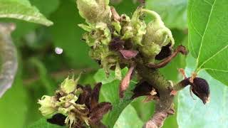 Persian ironwood Parrotia persica  young fruit close up  June 2018 [upl. by Ahsieken729]