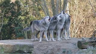 Schaurig schönes Wolfsgeheul [upl. by Moscow256]