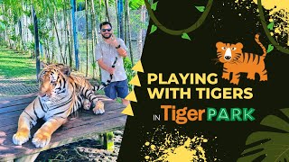 Spending 10 minutes inside the Tiger enclosure  Phuket Tiger Park  Thailand 🇹🇭 [upl. by Brannon]